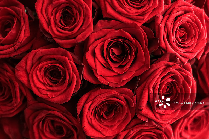 华丽的红色玫瑰花束图片素材