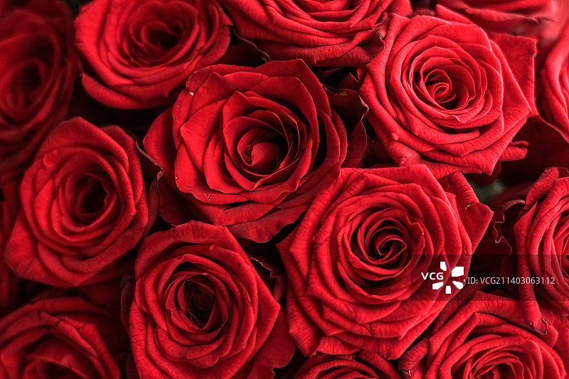 华丽的红色玫瑰花束图片素材