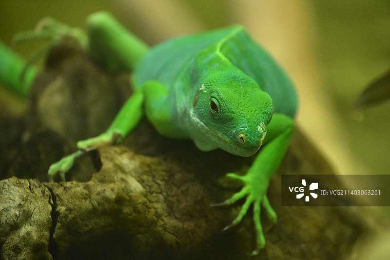 岩石上的斐济岛翠绿色鬣蜥图片素材