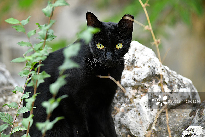 黑猫肖像图片素材