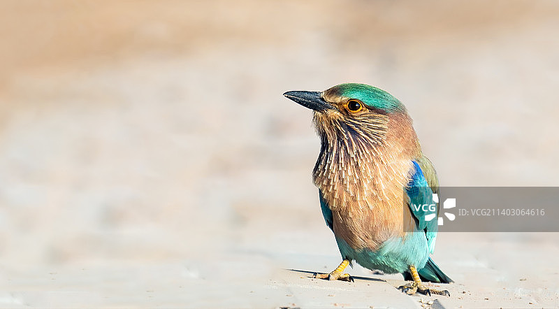 翠鸟栖息在沙地上特写，巴基斯坦旁遮普省木尔坦图片素材