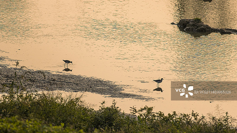 黄昏水鸟图片素材