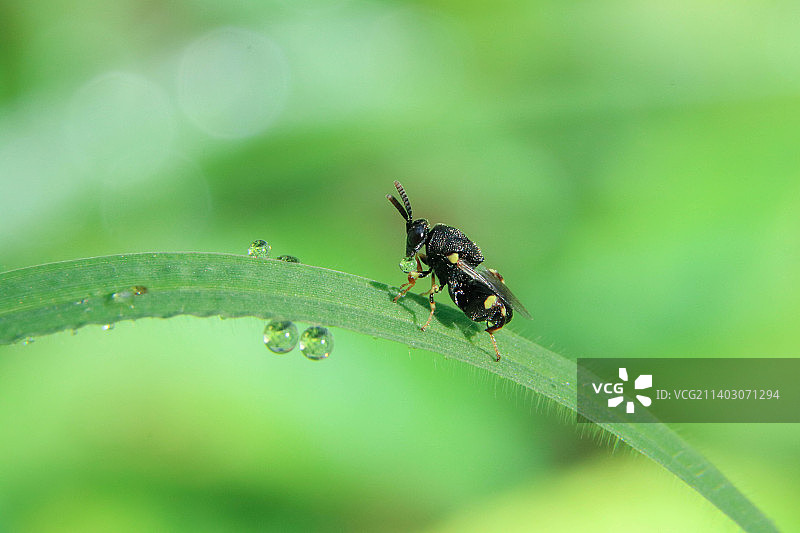 树叶上的昆虫特写图片素材