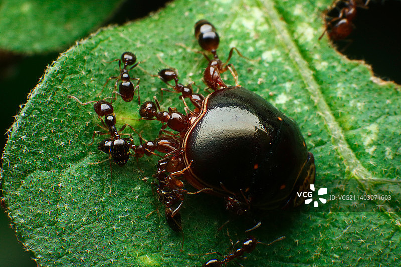 泰国树叶上的昆虫特写图片素材