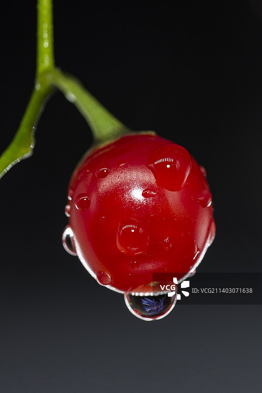 黑色背景下的红色浆果特写图片素材