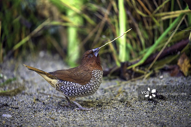 鸣热带鸟栖息于地面特写图片素材
