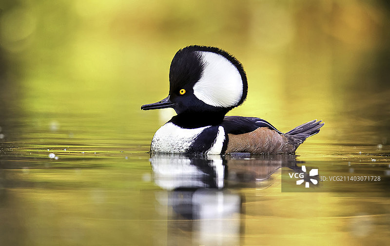 湖中游泳的海鸭特写图片素材