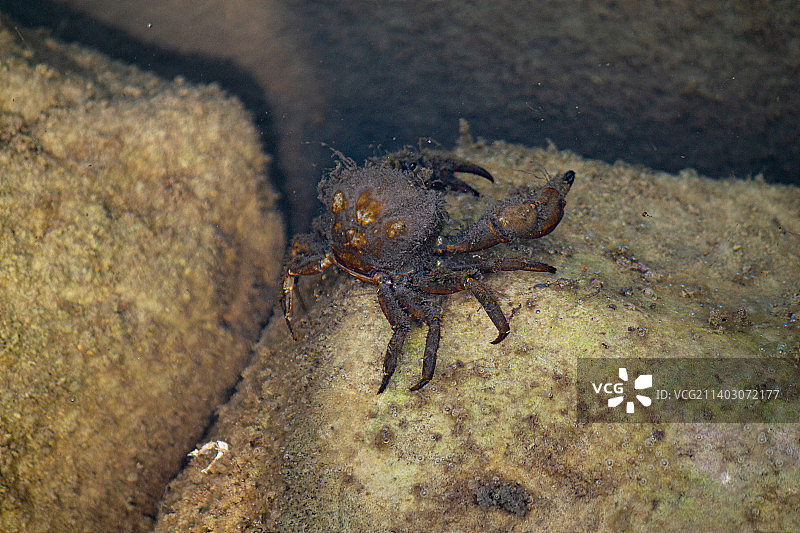 海滩岩石上的螃蟹（印度）图片素材