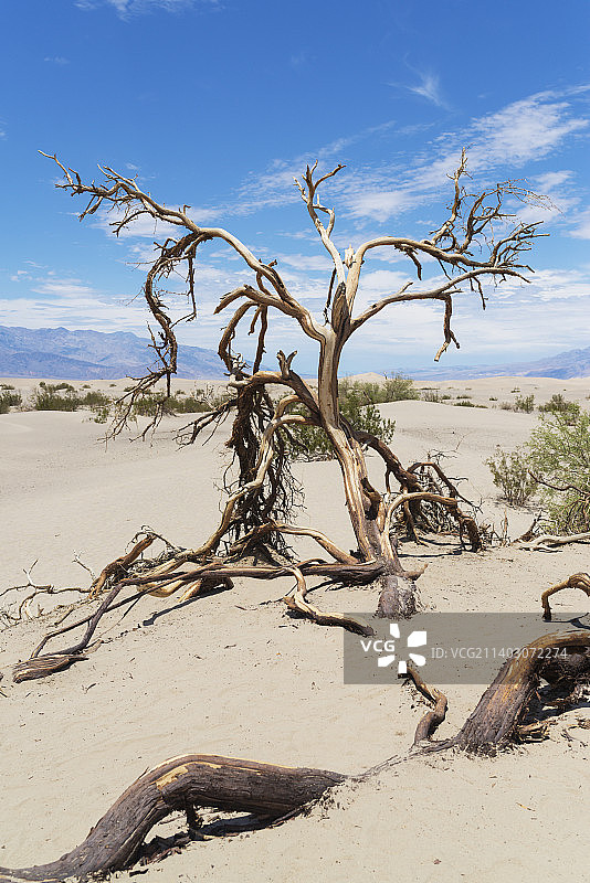 美国加利福尼亚州因约县沙滩上枯树景观图片素材