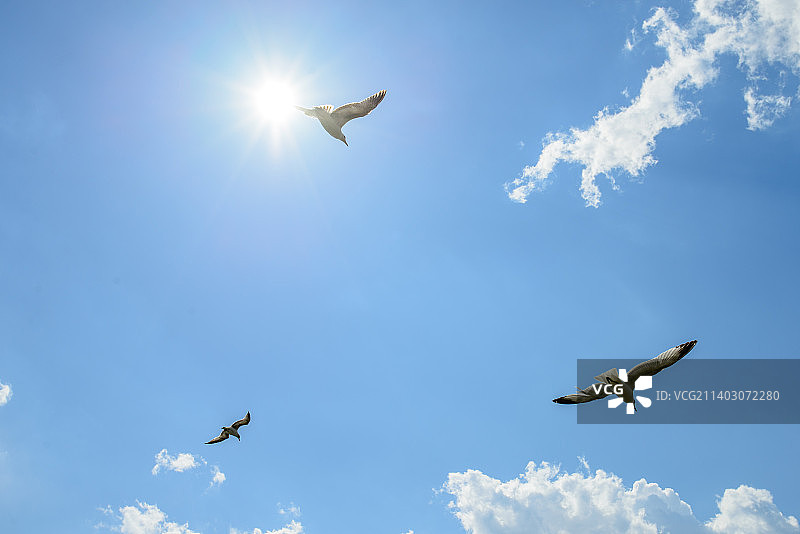 在日本阳光下飞舞的风筝图片素材