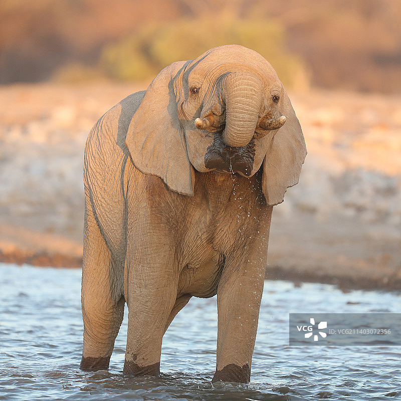 站在水中的非洲象侧面图图片素材