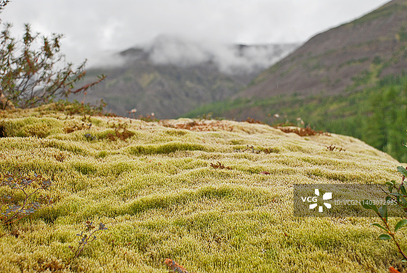 俄罗斯普托拉纳高原悬崖上的苔藓地毯图片素材