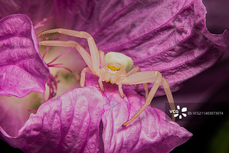 加拿大肖尼根粉色花朵上的昆虫特写图片素材