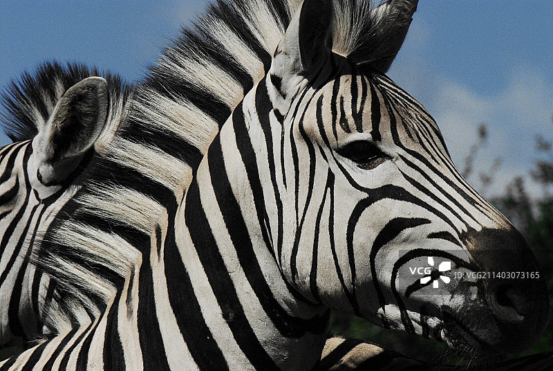非洲，两只野生斑马的超近特写肖像，南非图片素材