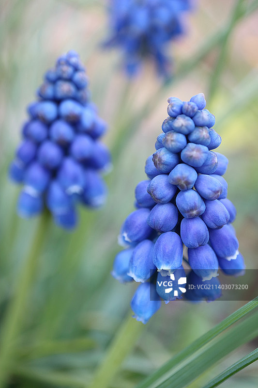 塞尔维亚雅戈丁那的紫色开花植物特写图片素材