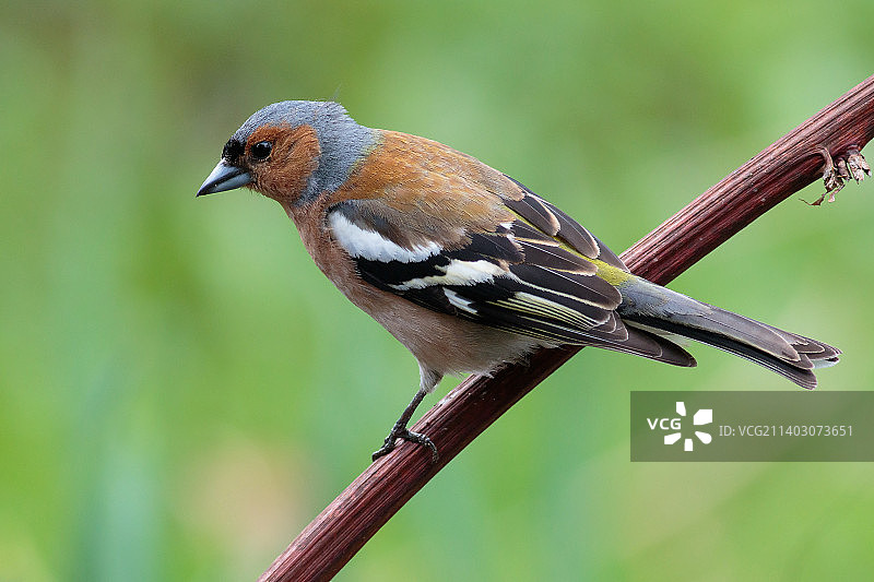 栖息在树枝上的歌雀特写，波兰图片素材