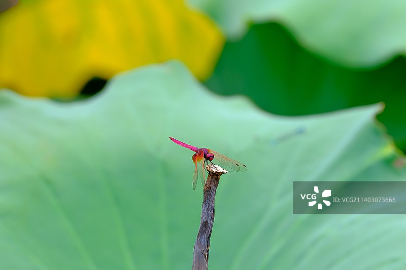 翠鸟，中国图片素材