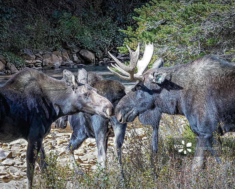 驼鹿在森林中的侧视图，美国科罗拉多州锡尔弗顿图片素材