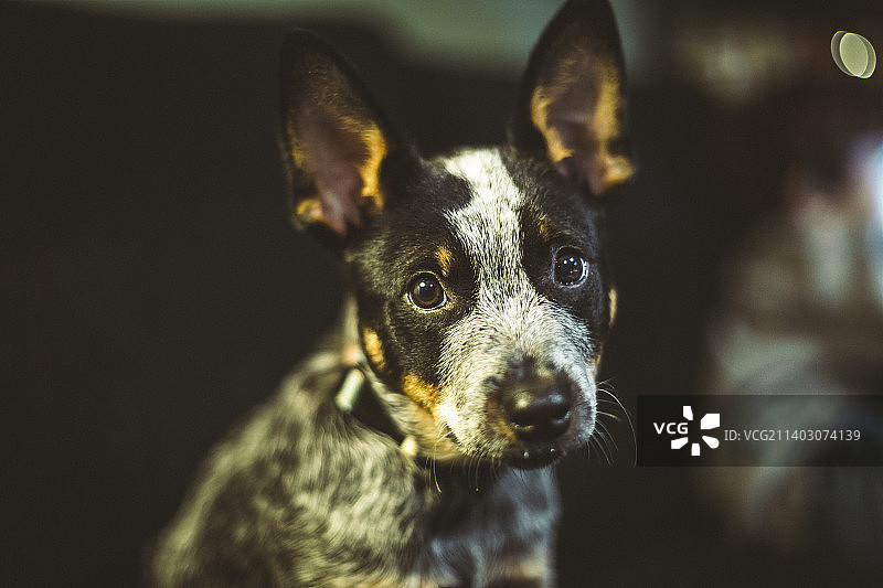 澳洲纯种牛的特写肖像，阿根廷米西奥内斯省波萨达斯图片素材