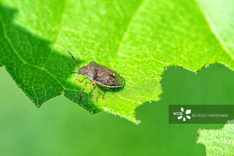 叶子上昆虫的特写，美国西岭图片素材