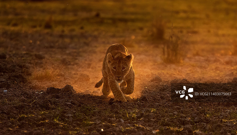 晨光中奔跑的小狮子图片素材