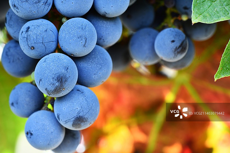葡萄园里生长的葡萄的特写图片素材
