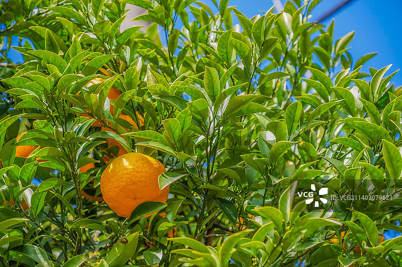 树上生长的橙色水果特写图片素材