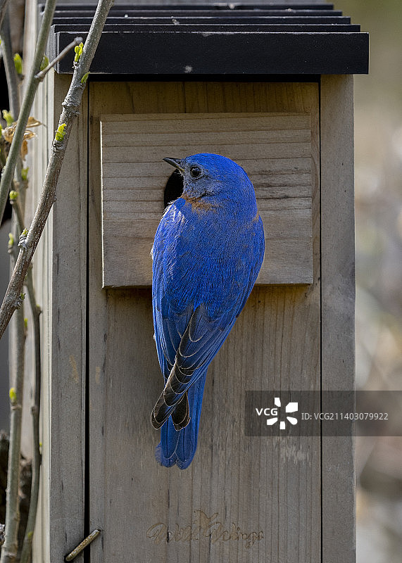 栖息在鸣禽小屋上的鸣禽特写，美国康涅狄格州图片素材