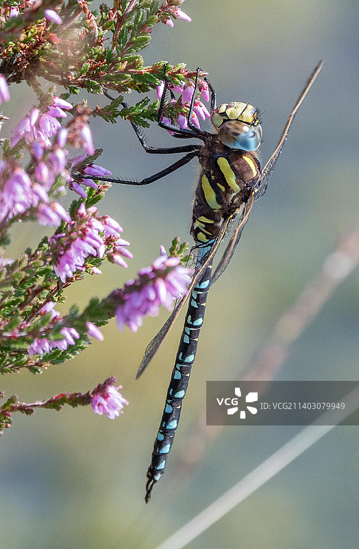 英国植物上的昆虫特写图片素材