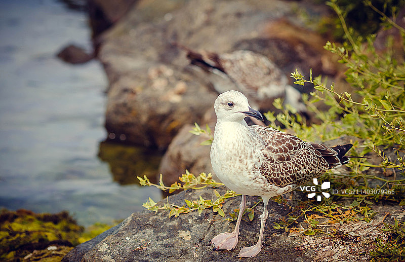 栖息在岩石上的海鸥特写图片素材
