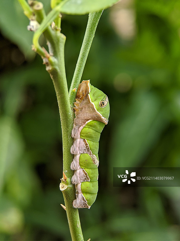 马来西亚丁加奴州日底植物上的青蛙特写图片素材