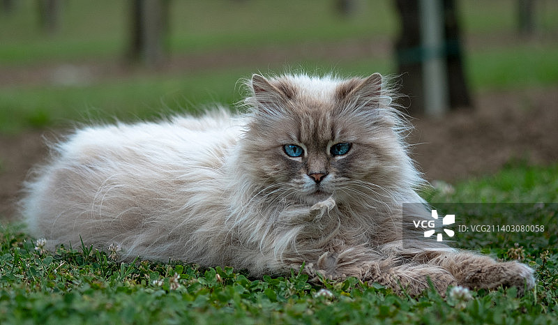 草地上的猫的肖像图片素材