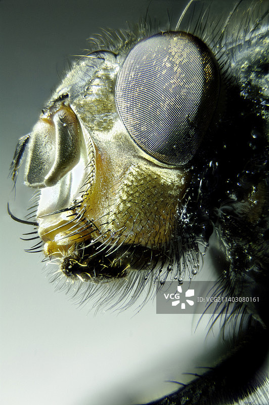 昆虫特写，意大利博洛尼亚图片素材