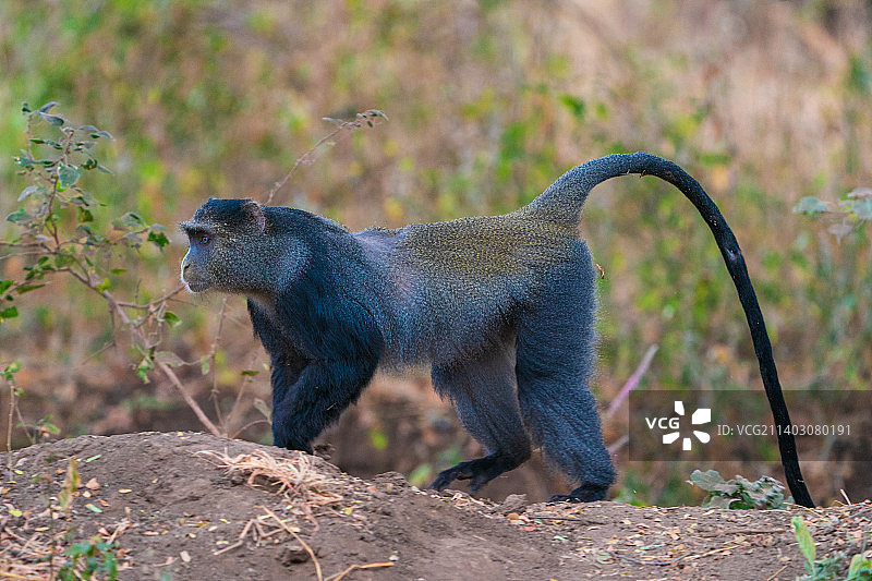坦桑尼亚马尼亚拉湖：松鼠站在岩石上（侧视图）图片素材