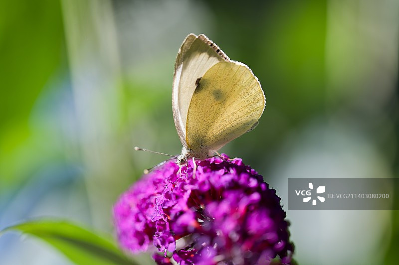 蝴蝶在紫色花朵上采蜜特写，德国图片素材
