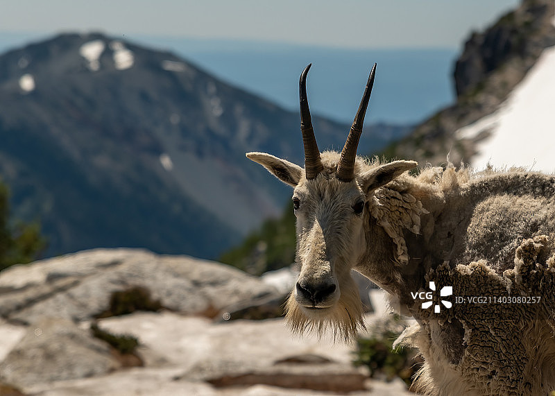 山羊站在岩石上，背景是山脉的肖像，迷境，美国图片素材