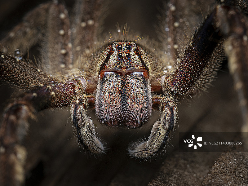 香蕉蜘蛛，阿瓜里科，厄瓜多尔图片素材