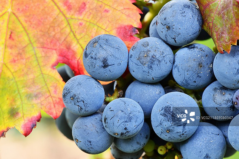 植物上生长的葡萄特写图片素材