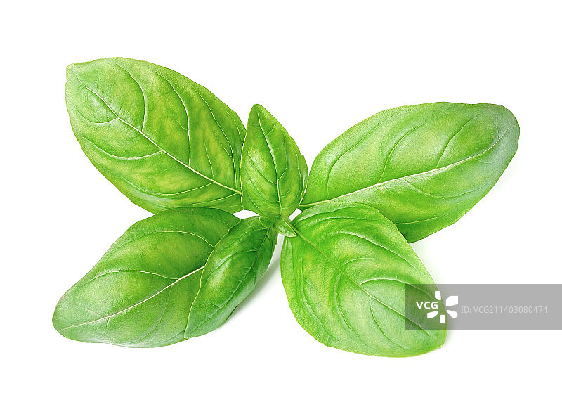 罗勒叶在白色背景下的特写图片素材