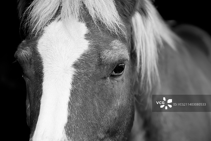 马匹特写图片素材