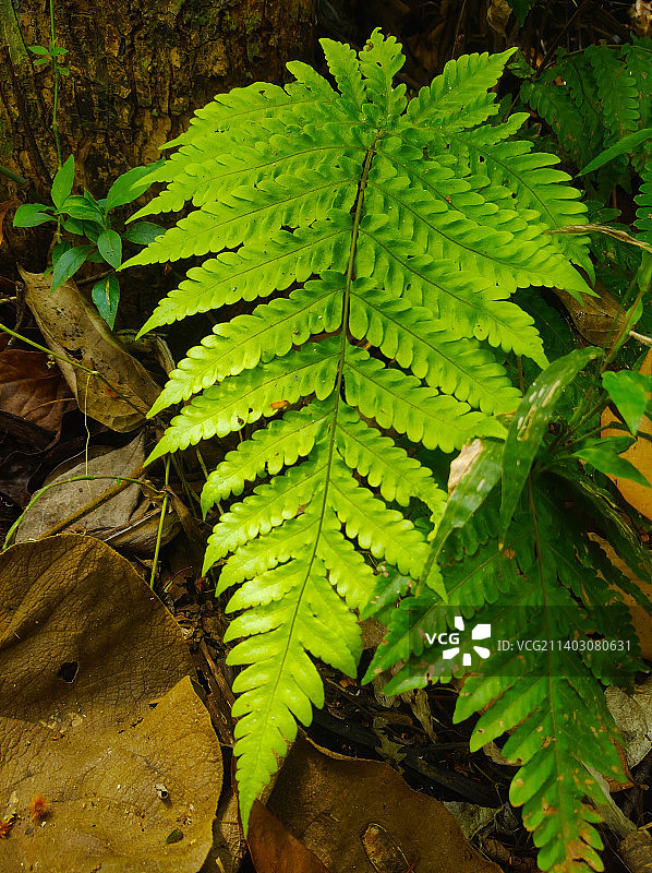 印度尼西亚玛琅树干上的树叶俯视图图片素材