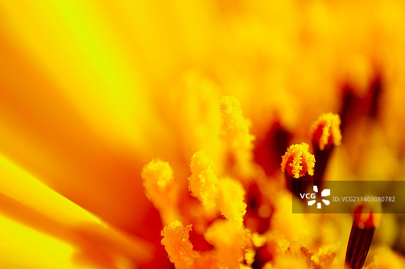 黄色花朵特写图片素材