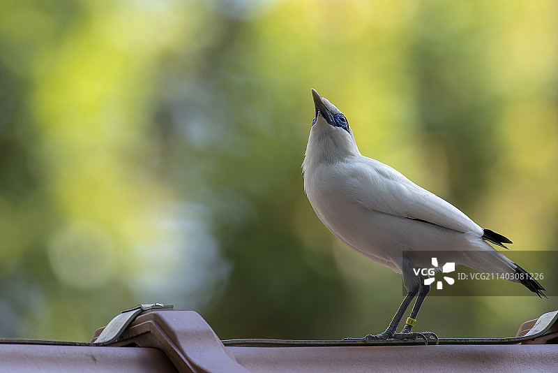新加坡栏杆上的海鸥特写图片素材