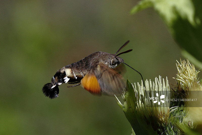 蜂鸟户外飞行特写，德国塔尔海姆图片素材