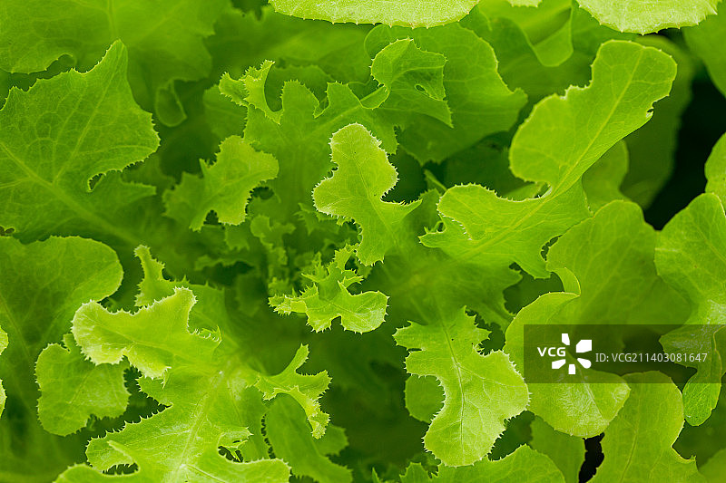 泰国的新鲜混合生菜纹理背景特写照片图片素材