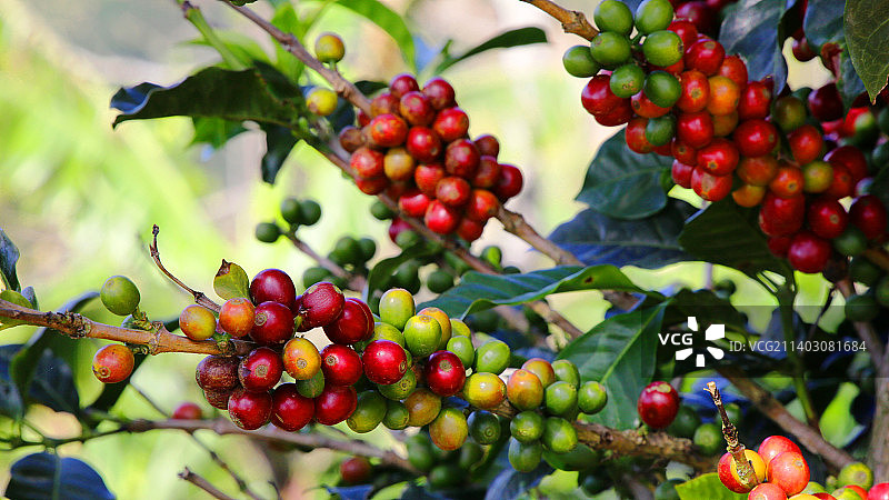 哥斯达黎加萨韦格雷河树上生长的浆果特写图片素材
