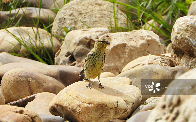 歌黄雀栖息在岩石上的特写图片素材