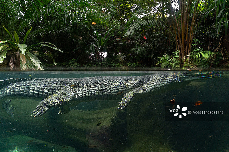 湖中游动的鱼的特写图片素材
