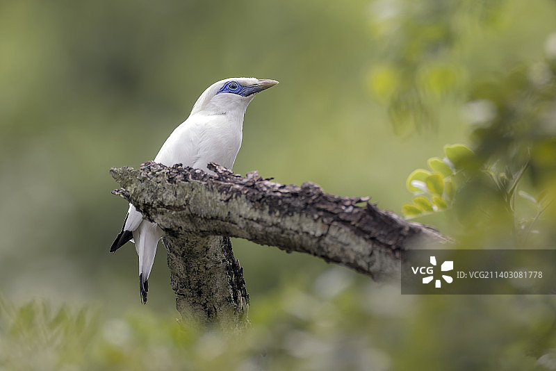 啄木鸟栖息在树枝上的特写，新加坡图片素材