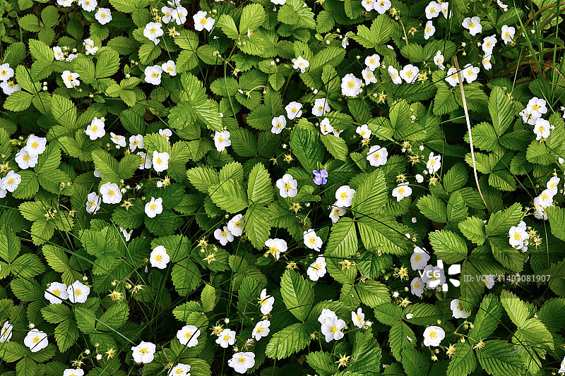 俄罗斯白色开花植物高角度视图图片素材